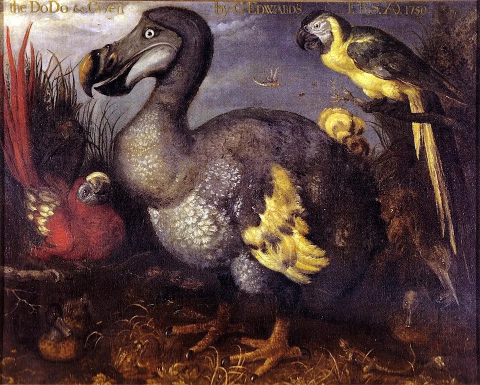 Painting of a dodo, large flightless bird