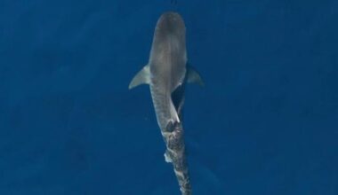 Scientists confirm ‘sharktober’ is real as decades of data reveal month when attacks spike