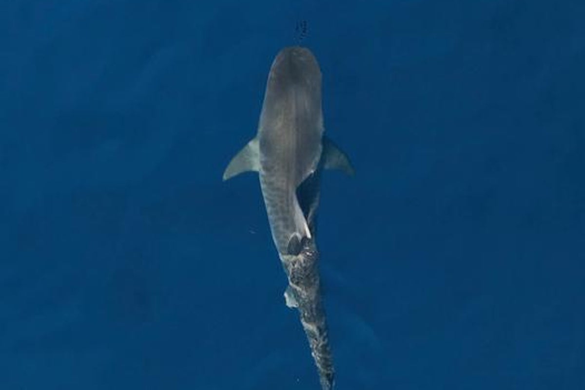 Scientists confirm ‘sharktober’ is real as decades of data reveal month when attacks spike