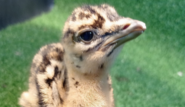 Bustards nest found in Cranborne Chase for first time