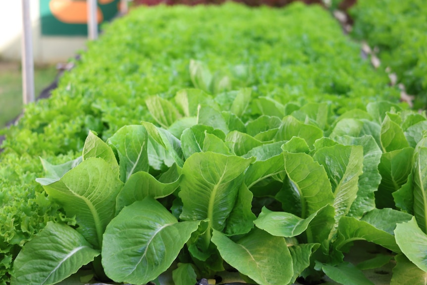 A lot of small lettuce plants growing in a green house.