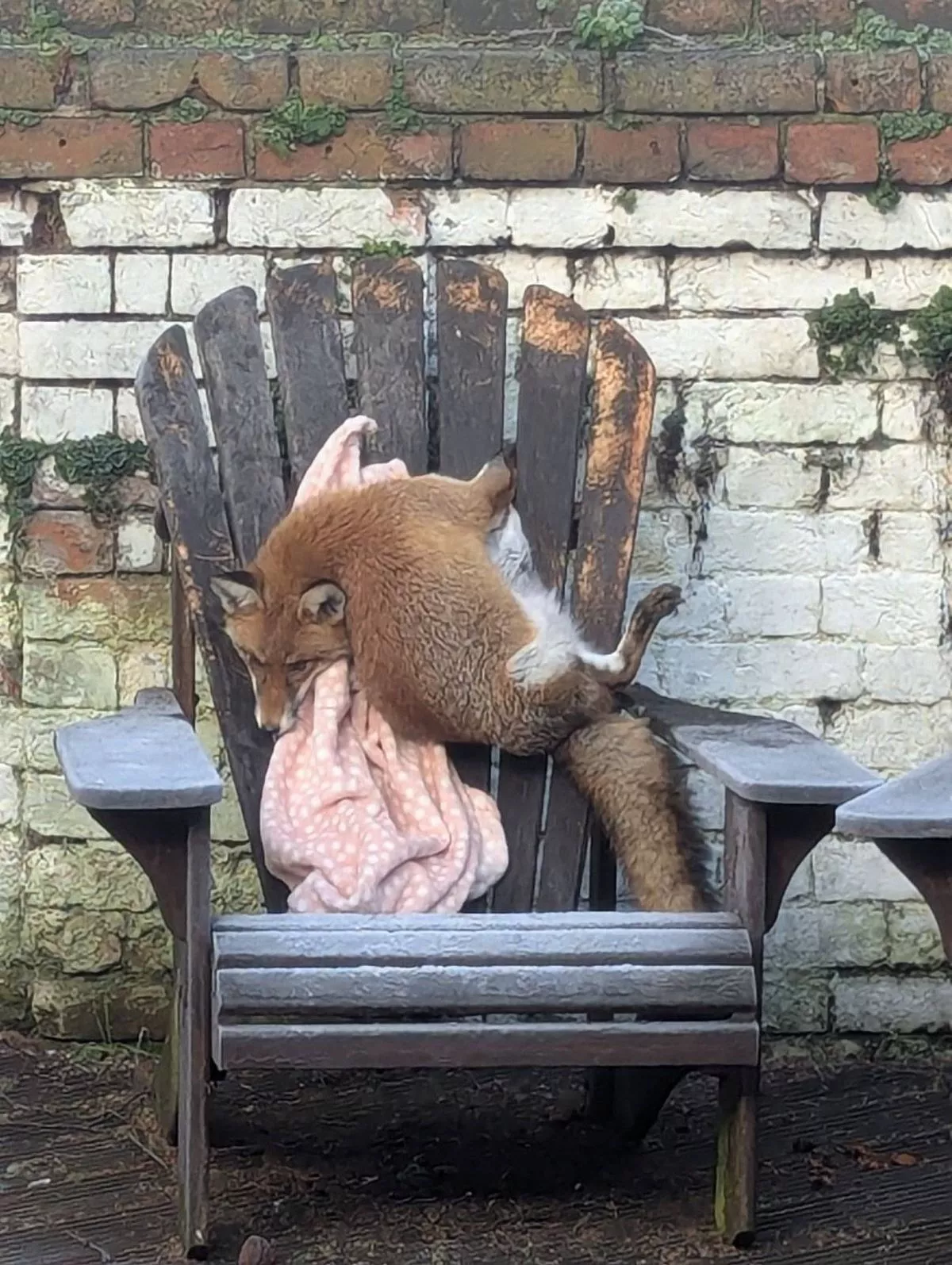 An image depicts a red fox resting comfortably on a wooden chair. The chair is positioned against a backdrop of a brick wall. A pink cloth is draped over the backrest of the chair, adding a touch of color to the scene.