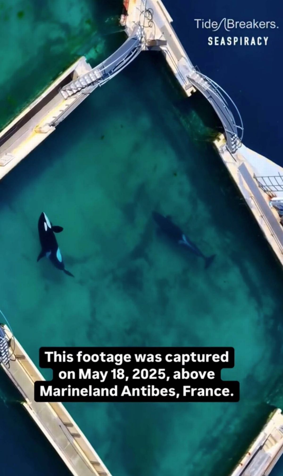 An aerial view of an aquatic facility featuring two marine animals swimming in clear water near a bridge.