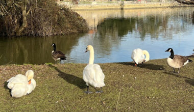 Three cases of bird flu found in town and park