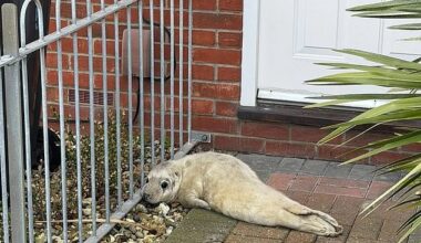 The pup was estimated to be between one and two weeks old when it was rescued on January 2, weighing 11.8kg