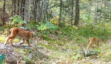The brown and white kittens with black spotted underbellies pranced behind what seemingly was an adult lynx