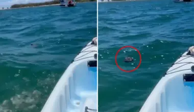 Kayaker spots 'rare' sight off popular Aussie beach: 'Not normal'
