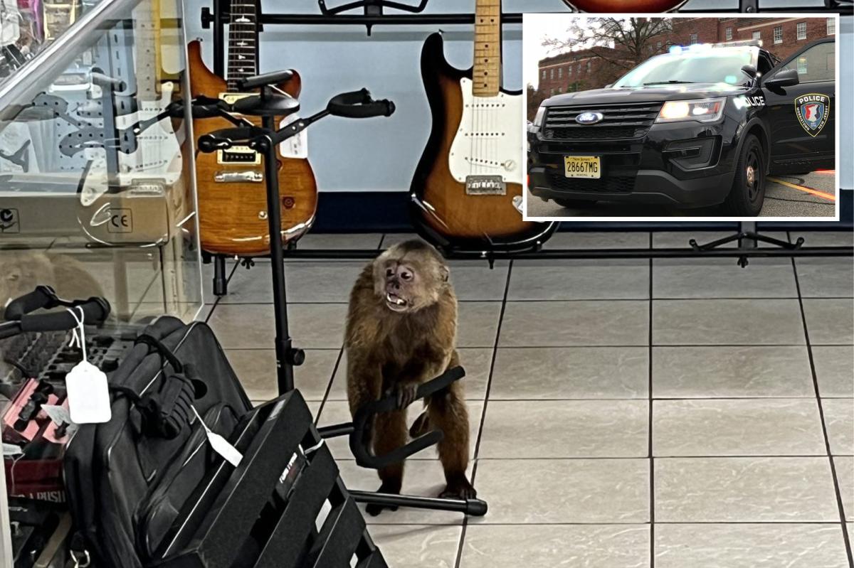 Loose monkey caught in Tennessee after rampaging through guitar shop