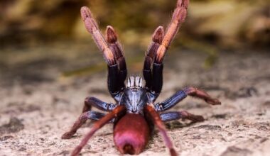 From ‘psychedelic’ spiders to European eels: 10 species heading into 2026 on the brink of extinction