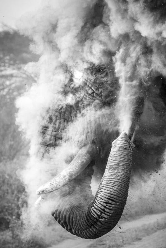 A black and white photo of an elephant raising its trunk, blowing a cloud of dust into the air, partially obscuring its face. The background is blurred, focusing attention on the elephant’s powerful presence.