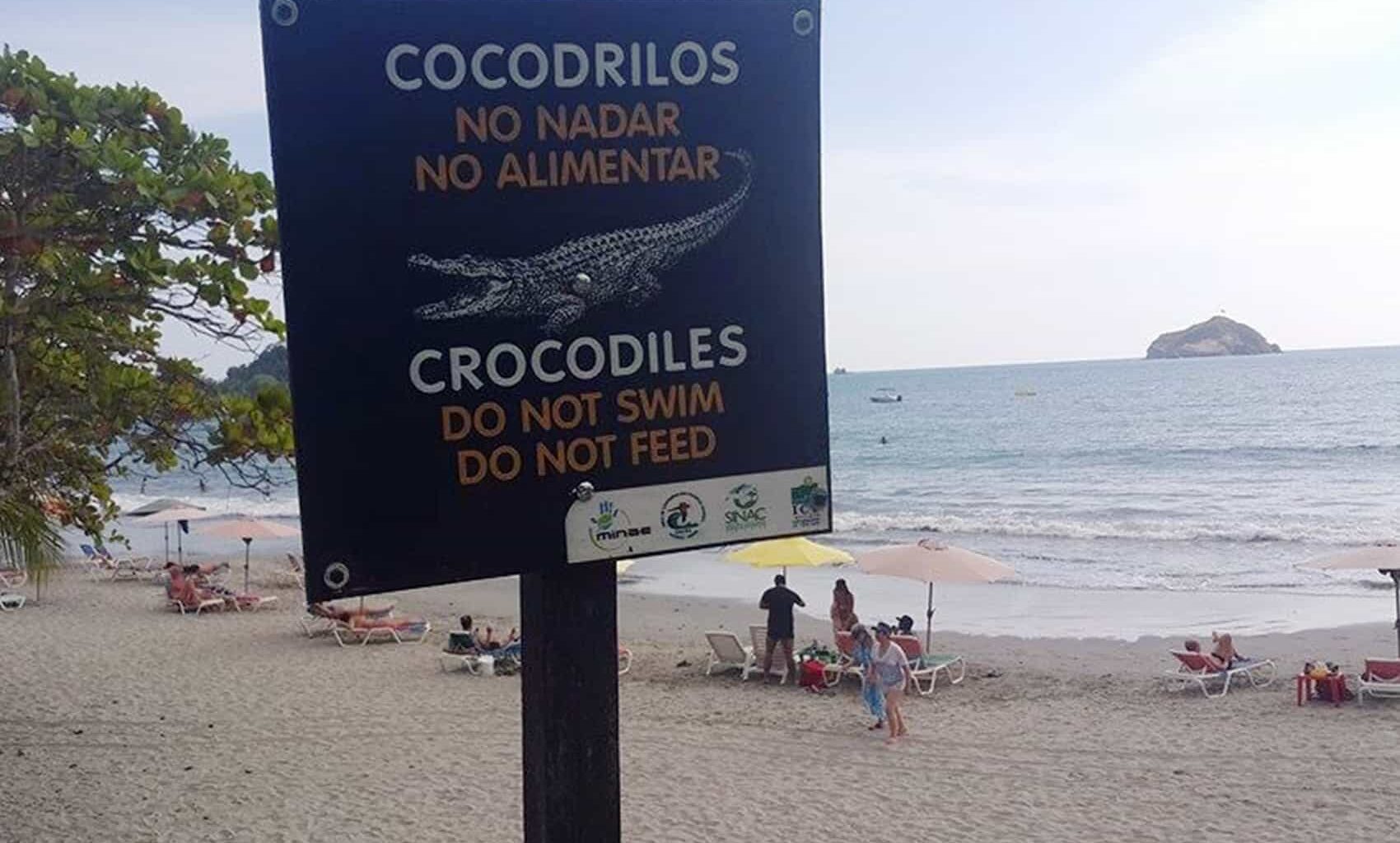 Crocodiles Share Waves with Surfers at Costa Rica's Popular Breaks