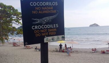 Crocodiles Share Waves with Surfers at Costa Rica's Popular Breaks