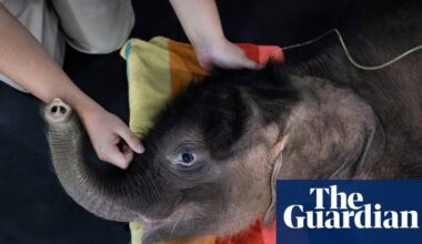 What makes an elephant abandon her calf – and is it a growing problem? | Thailand