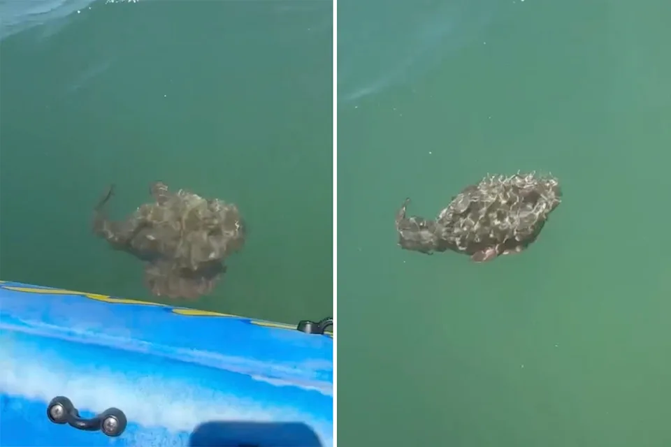A stonefish swims near the surface of the water at Golden Beach on the Sunshine Coast