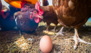 Egg producer suffers third bird flu outbreak