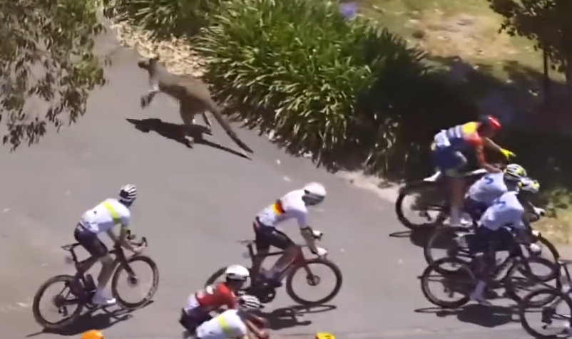 Aussie Cyclist Prevails After the 'Most Australian Crash'