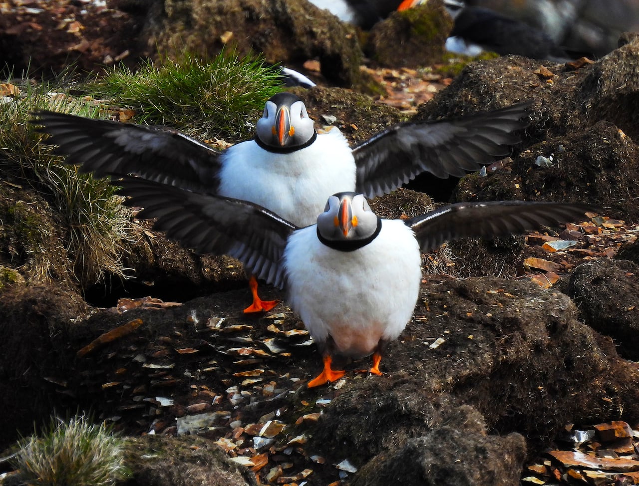 two puffins standing spreading their wings looking at the camera. 