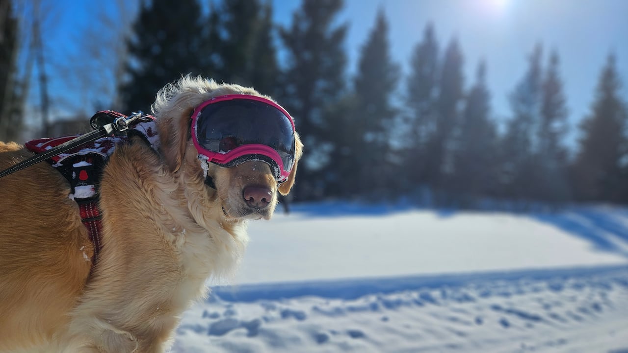 Dog in the snow wearing snow goggles.