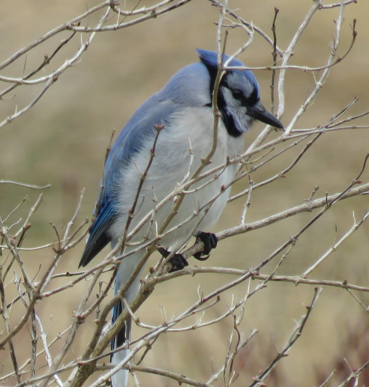 Blue Jay sits on a branch 