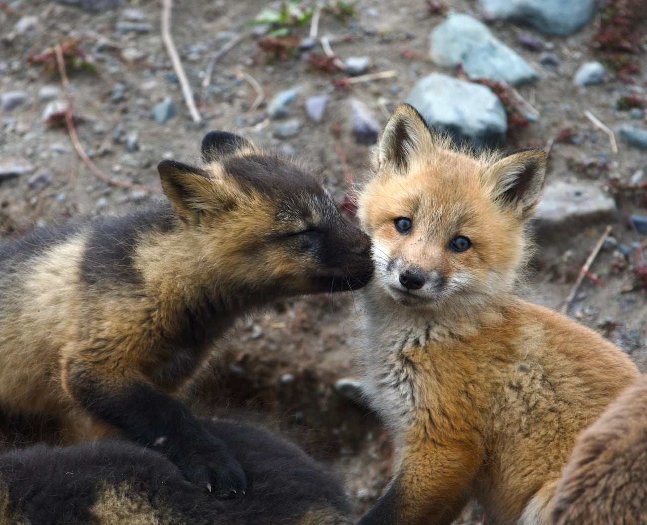 Two baby foxes in front of rocks. 