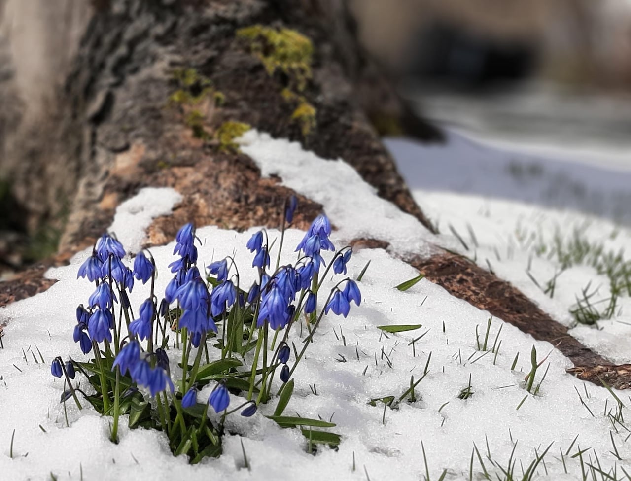 blue flowers growing out of snow under a tree