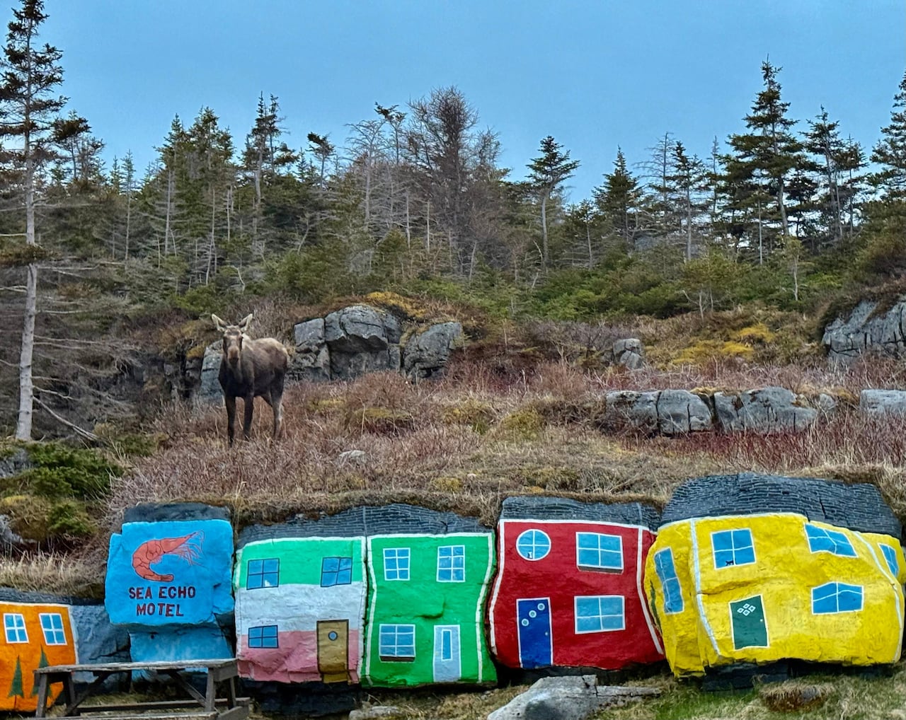 moose stands behind rocks painted like colourful houses