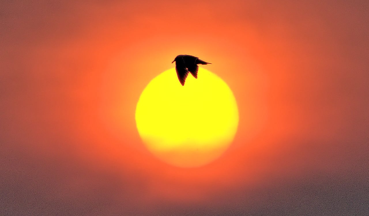 Bird flying in front of an orange sunset. 