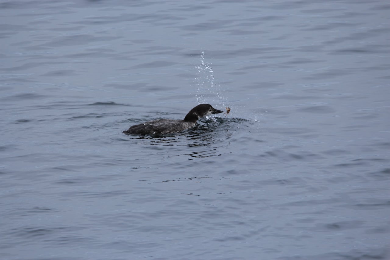 Duck on water catching a crab with its beak.