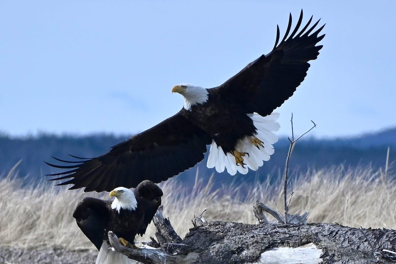 Two eagles