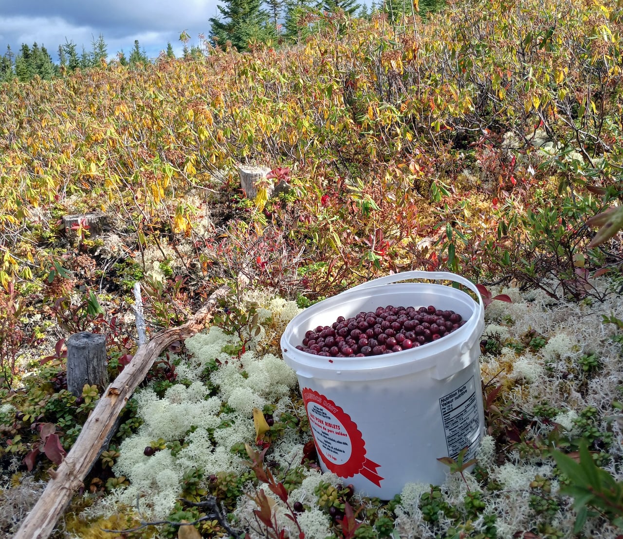 A bucket full of partridgeberries sits in a field of partridgeberry bushes. 