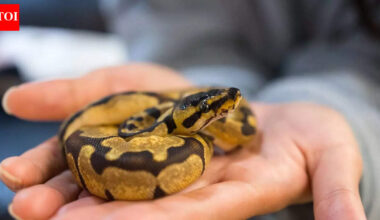 Do snakes feel attached to their owner and form a quiet bond |