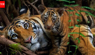 India saved its tigers. Now big cats are running out of room | India News