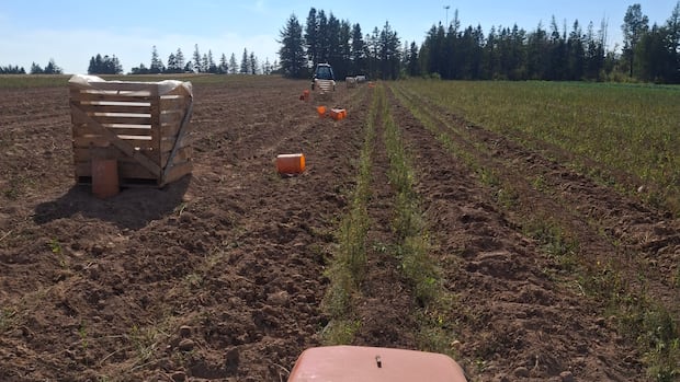 Maritime farmers assess damage from summer drought, look to next year