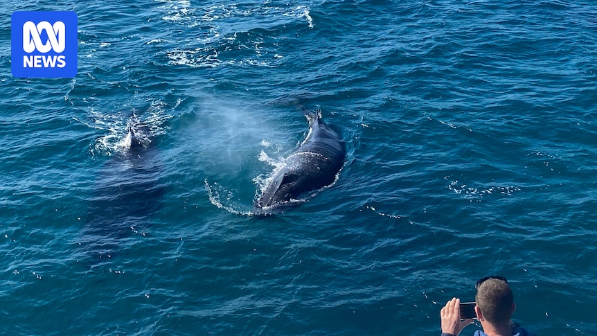 Unique 'mugging' behaviour attracts intrigued whale watchers to Queensland hotspot