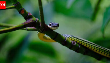 How flying snakes glide through the air without wings or membranes |