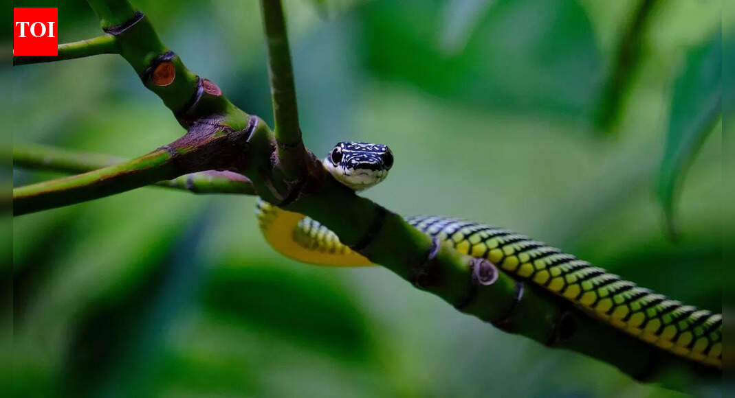 How flying snakes glide through the air without wings or membranes |