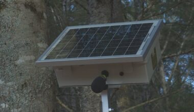 How solar-powered devices in New Brunswick are capturing the sounds of rare birds from afar