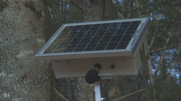 How solar-powered devices in New Brunswick are capturing the sounds of rare birds from afar