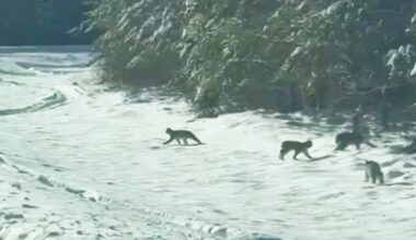 Rare sighting of lynx family crossing the road in northwest