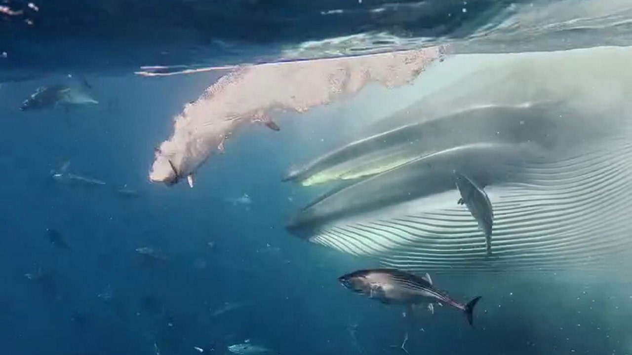 Freediving instructor catches rare whale encounter off Mexico on video: 'In shock'