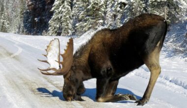 How to avoid winter moose collisions, OPP advises drivers
