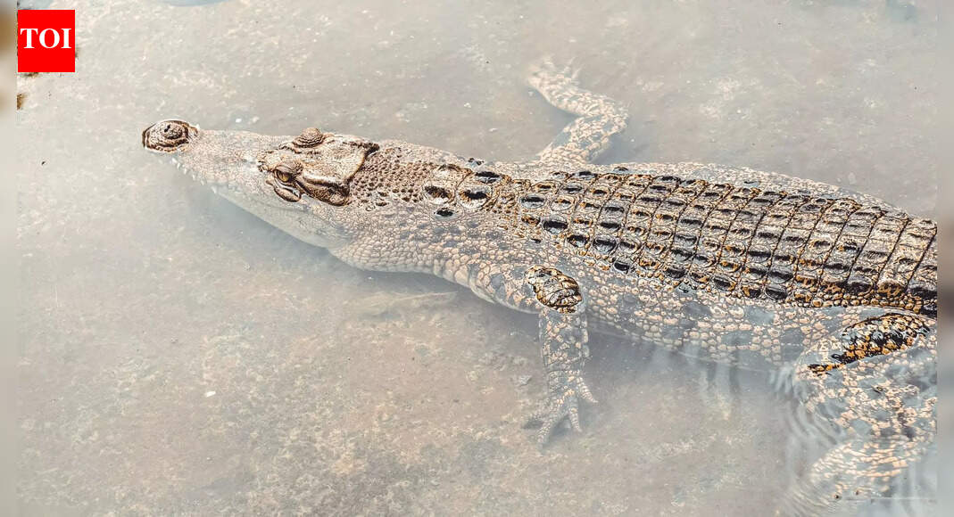 5 cold-proof animals that freeze and restart life after winter