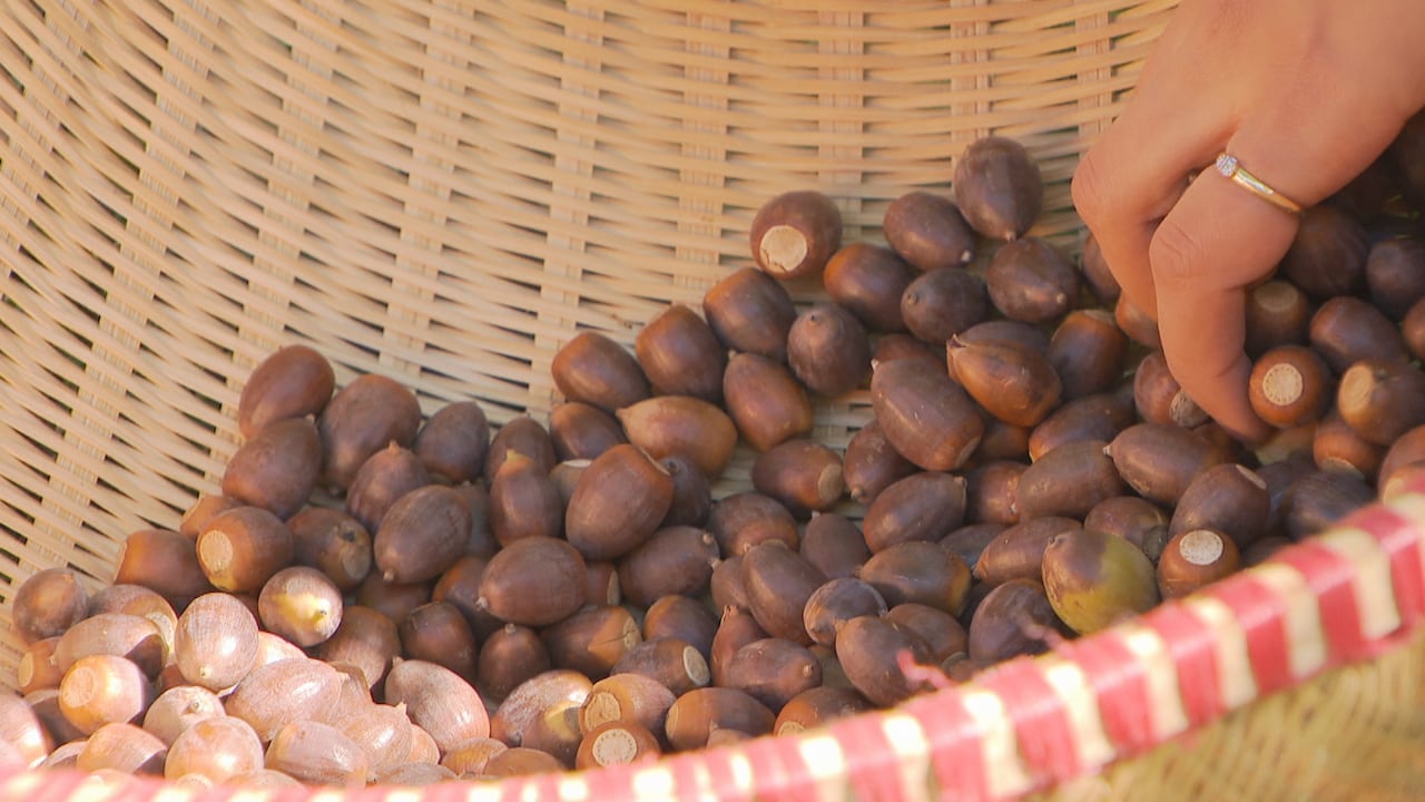 Acorns in basket