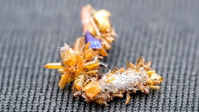 two caterpillars covered in insect body parts