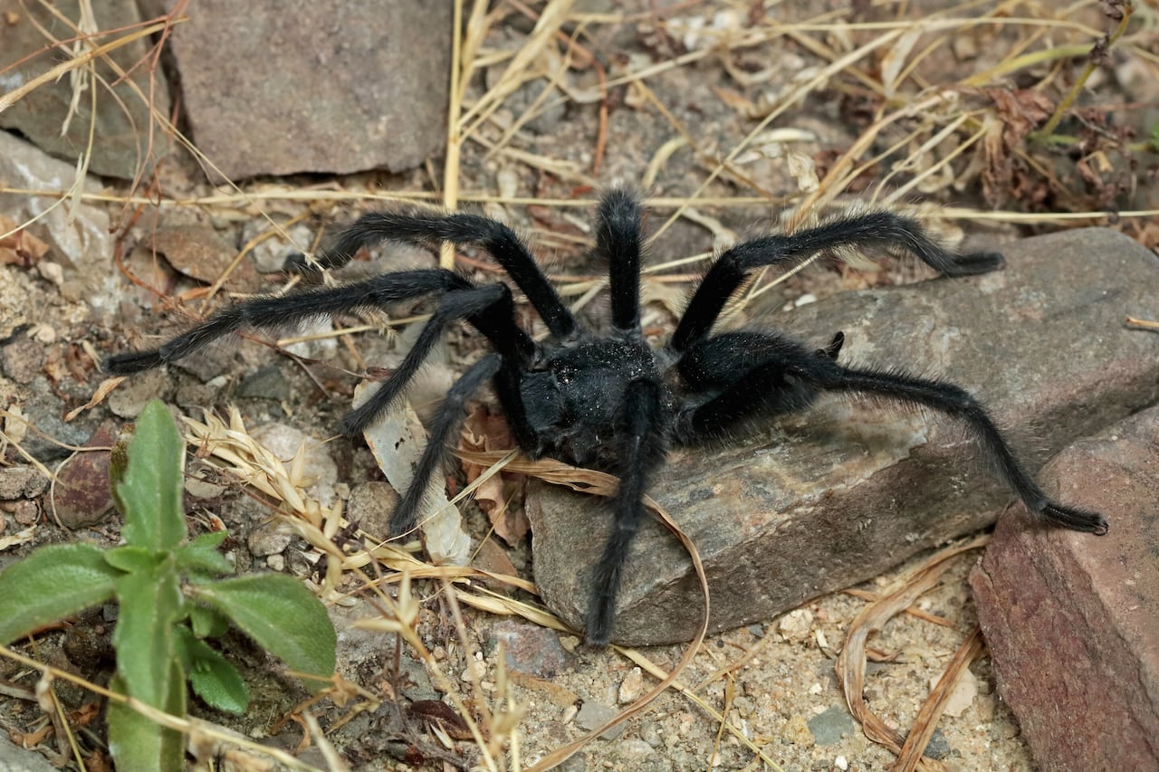 Large black tarantula