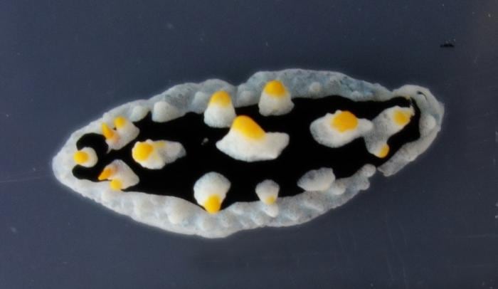 Black slug with white border, and what looks like fried eggs on its back