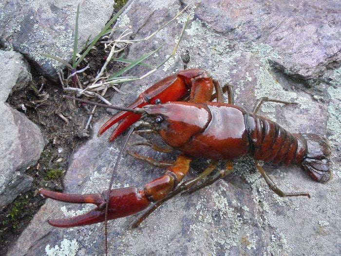 Dark red crayfish on a rock