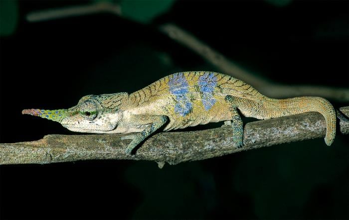 Chameleon with a long nose