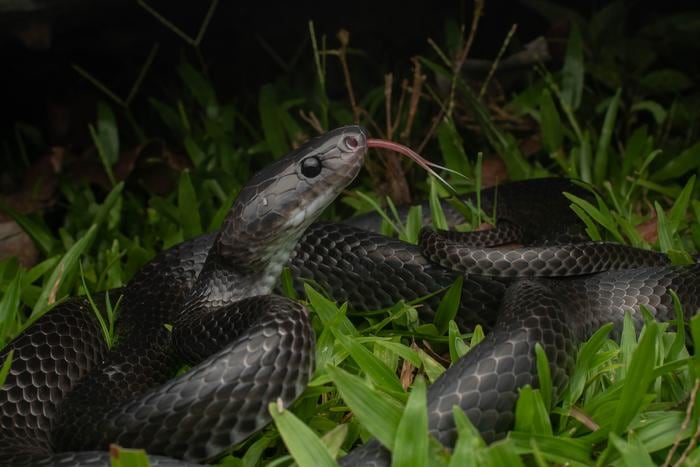 Glossy black snake