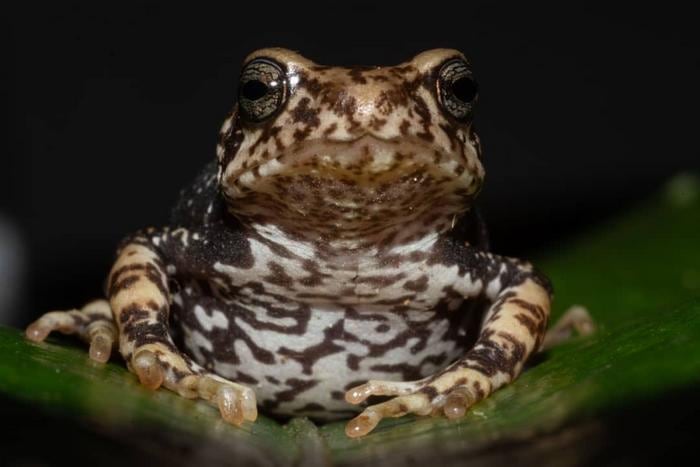 Brown and white marbled toad on a leaf from front